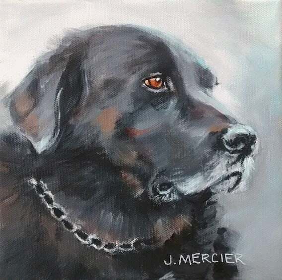 Dogs, cats and other precious animals