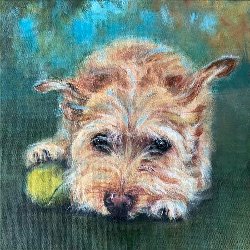 Dogs, cats and other precious animals