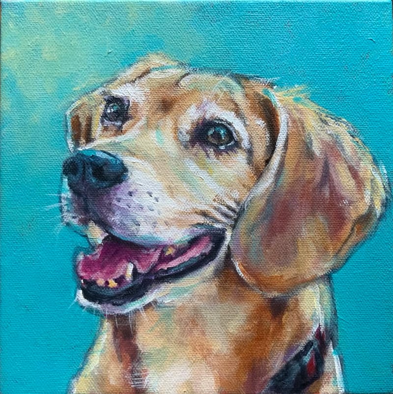 Dogs, cats and other precious animals