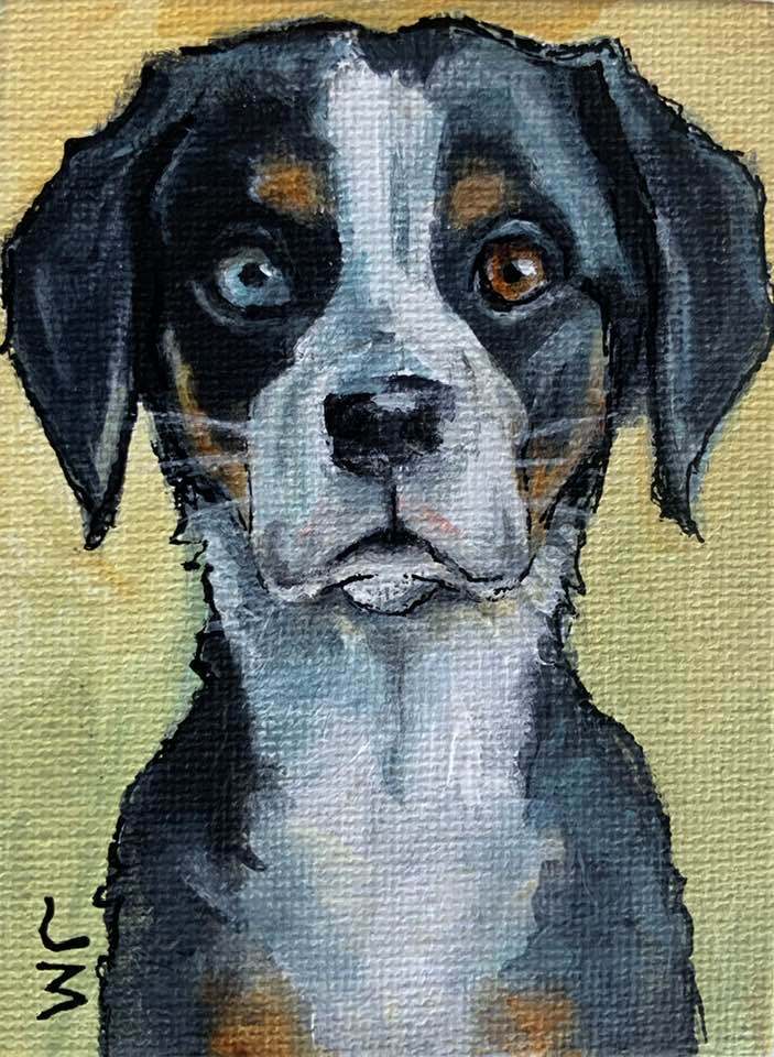 Dogs, cats and other precious animals