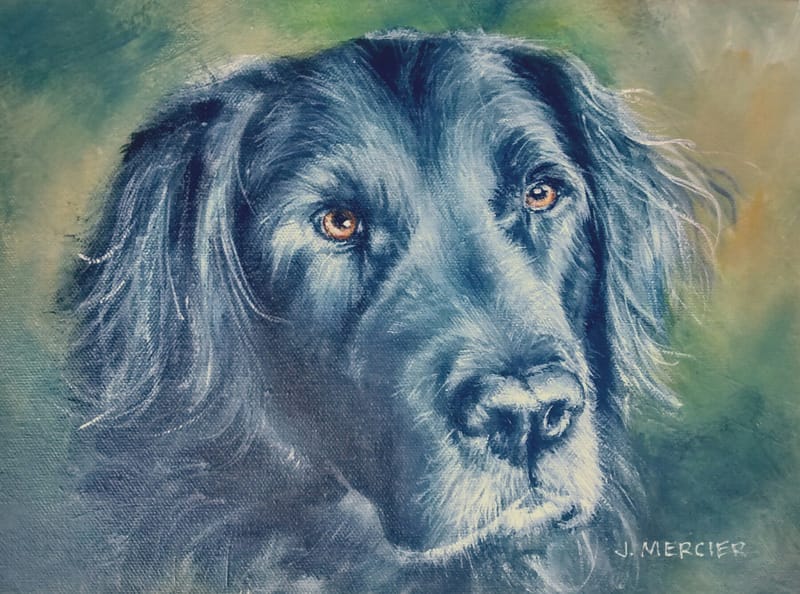 Dogs, cats and other precious animals