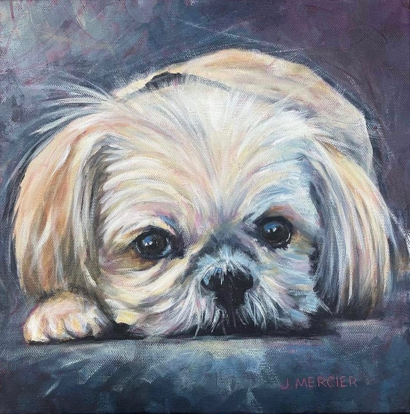 Dogs, cats and other precious animals