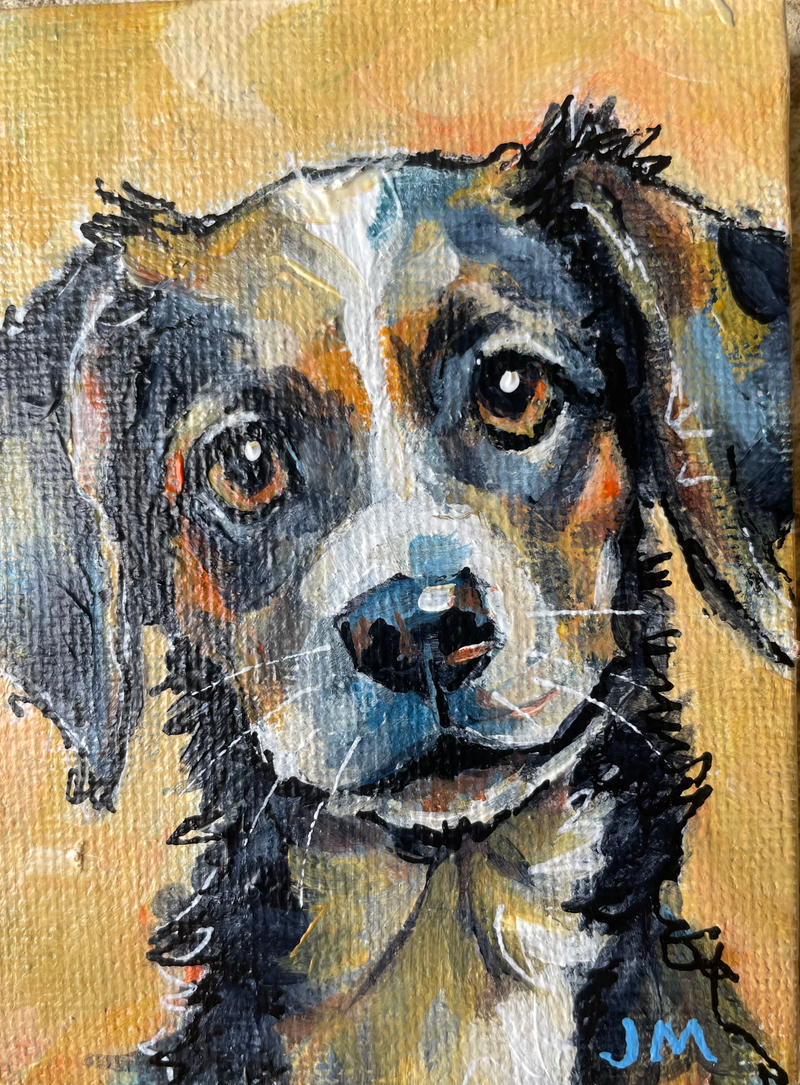 Dogs, cats and other precious animals