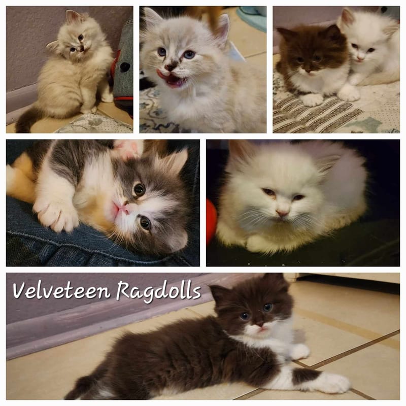 Kittens