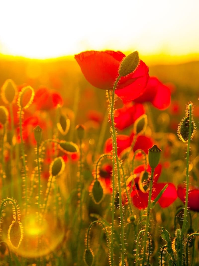 В поисках миллионов цветов горы Гильбоа