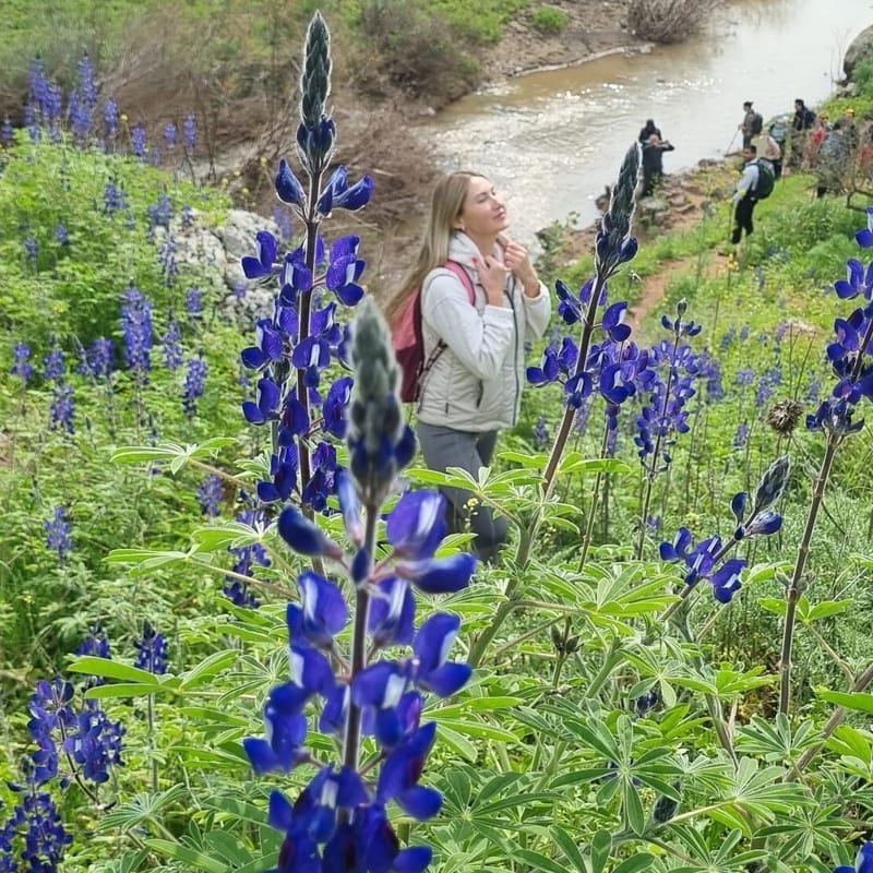 Походы по пятницам. В поисках миллионов цветов на нахаль Тавор-6 км