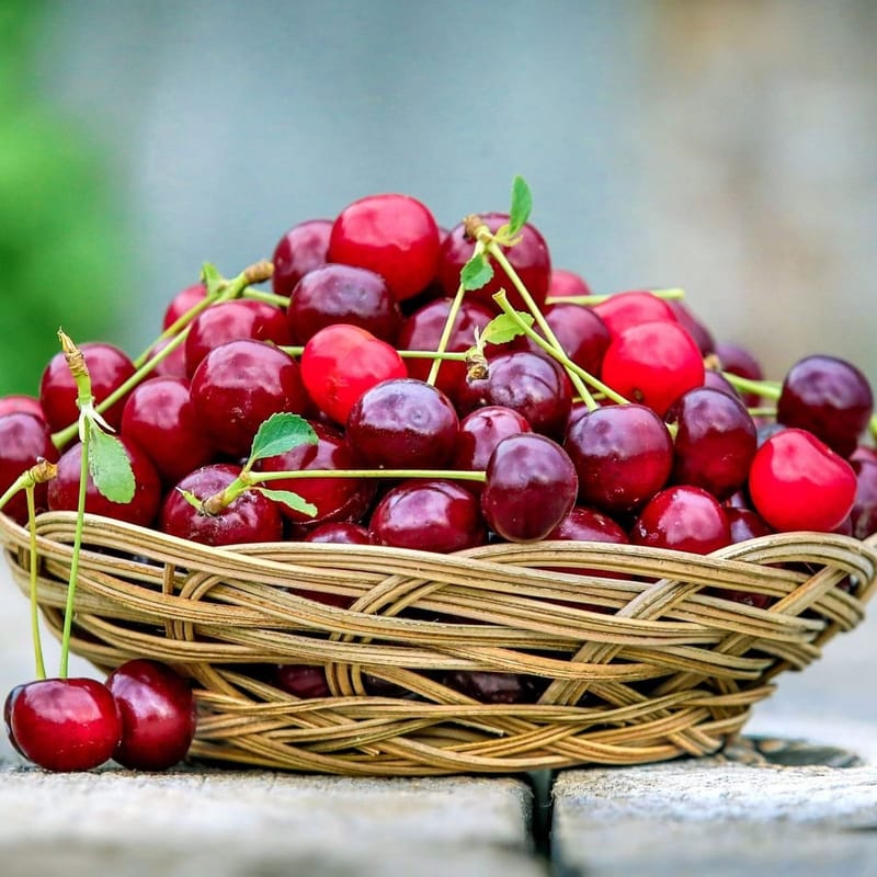 Сбор черешни с купанием на озере Кинерет.