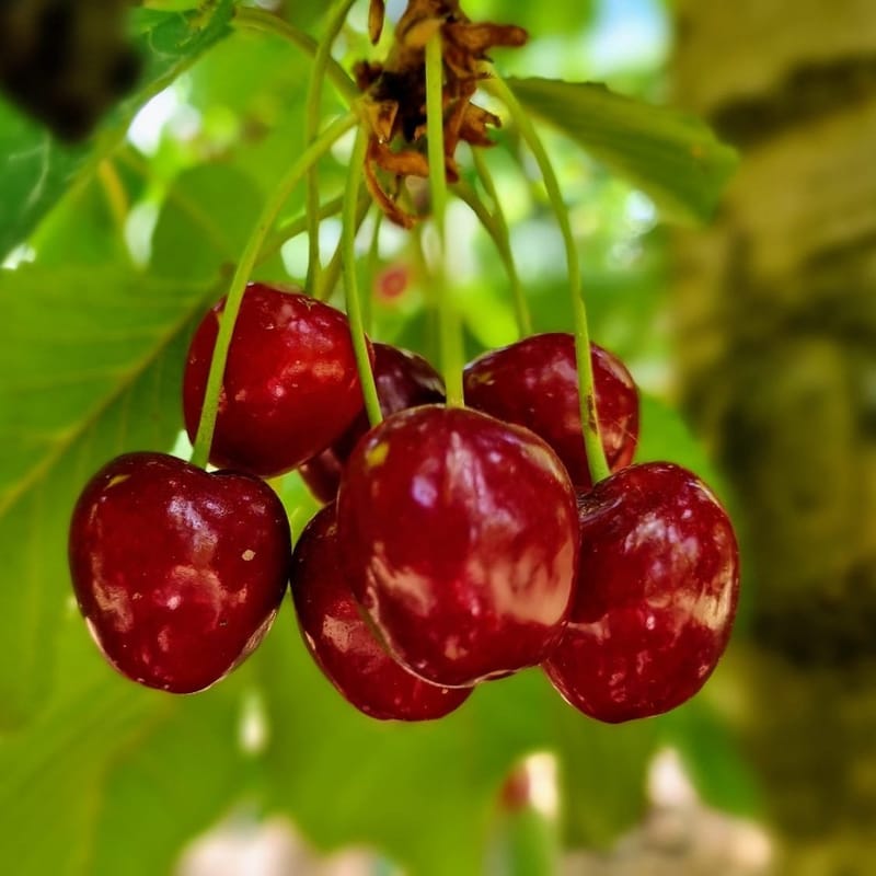 Походный маршрут по реке Иордан со сбором черешни - 7 км( короткий)