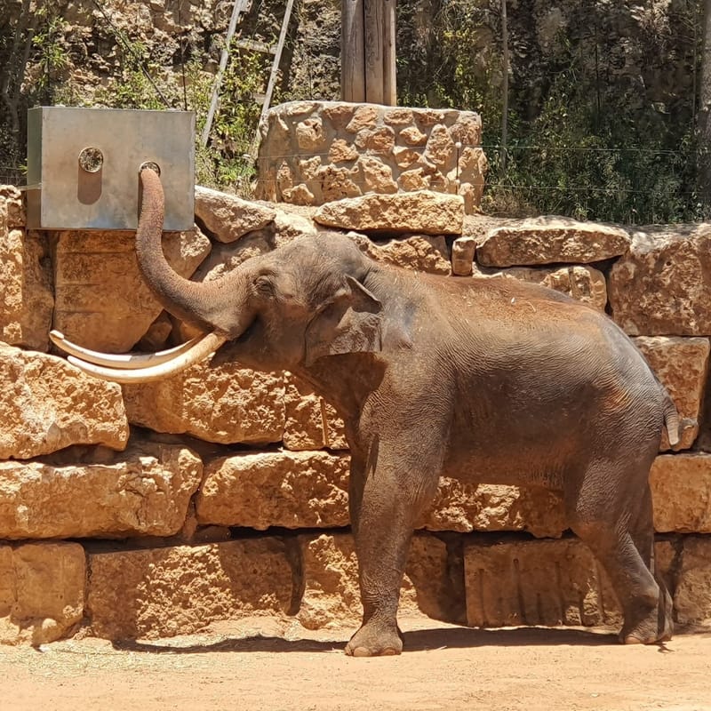 День отдыха - африканский парк Сафари. Праздник Суккот.