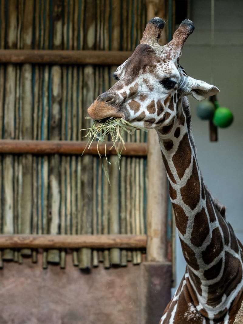 Каникулы! День отдыха - африканский парк Сафари.