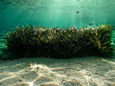 OUR BLUE PLANET - Benefits of Seaweed