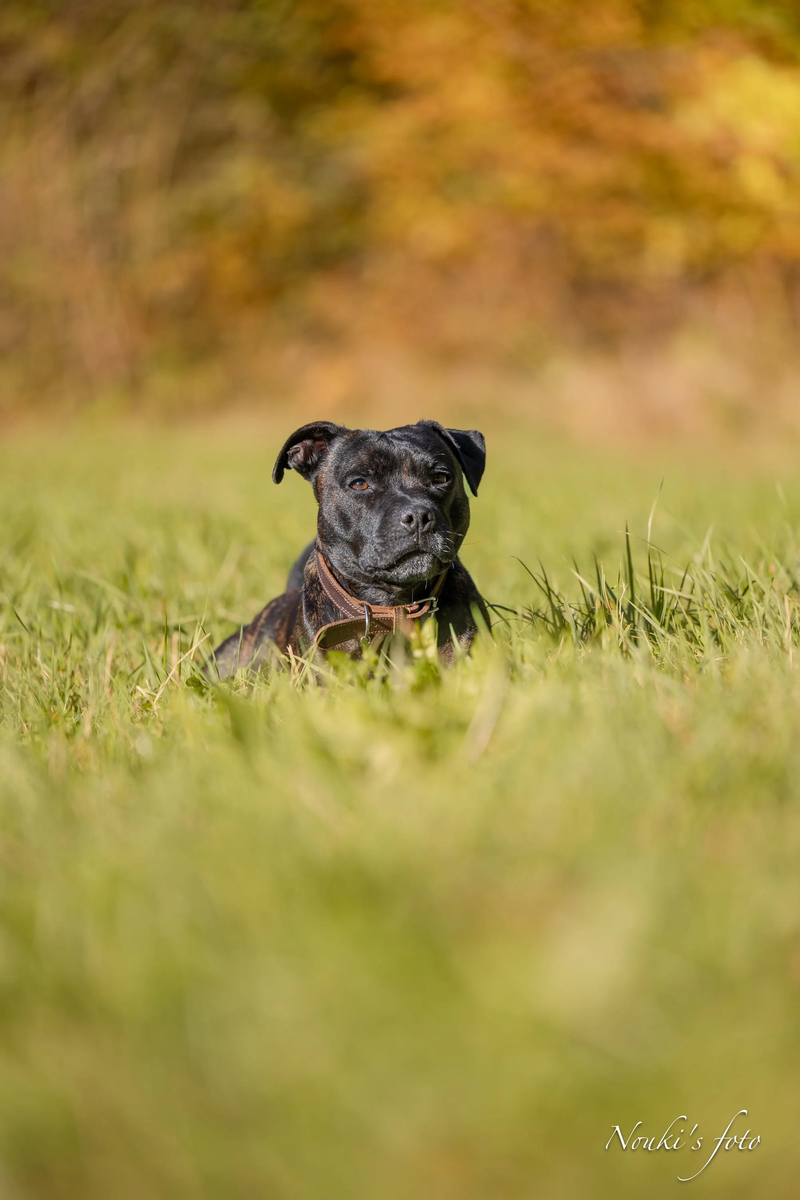 Animaux de compagnie