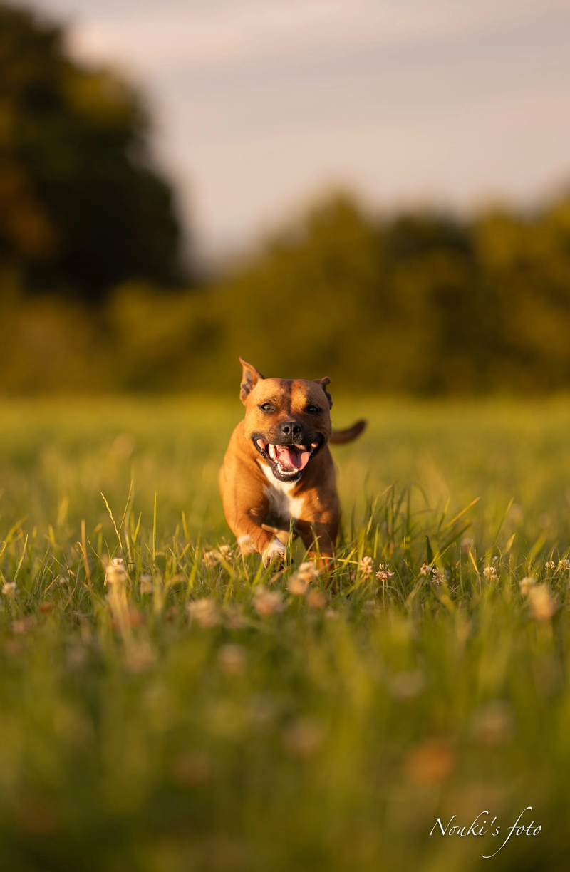 Animaux de compagnie