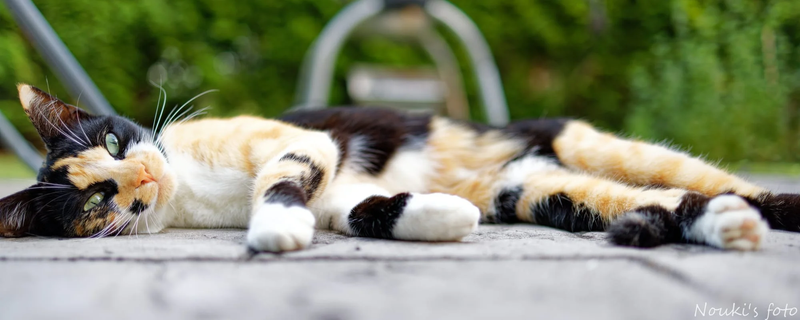 Animaux de compagnie