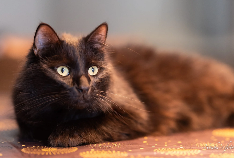 Animaux de compagnie