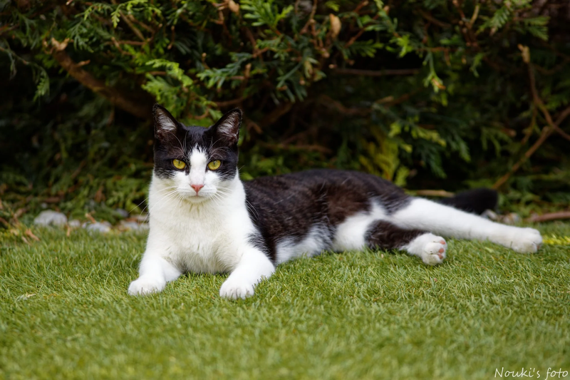 Animaux de compagnie