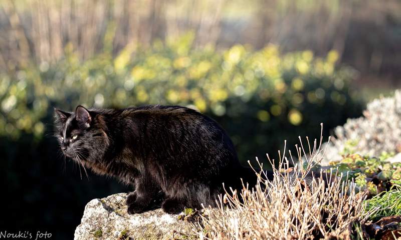 Animaux de compagnie