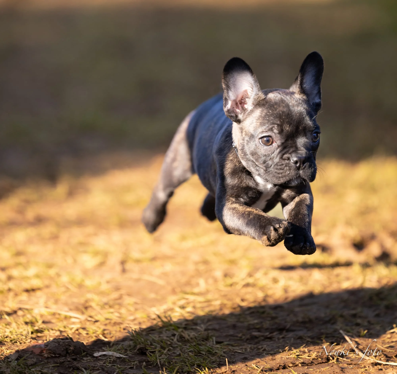 Animaux de compagnie