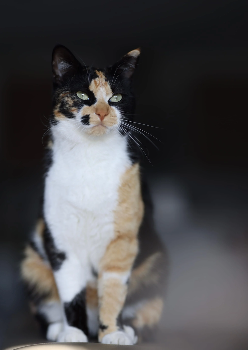 Animaux de compagnie