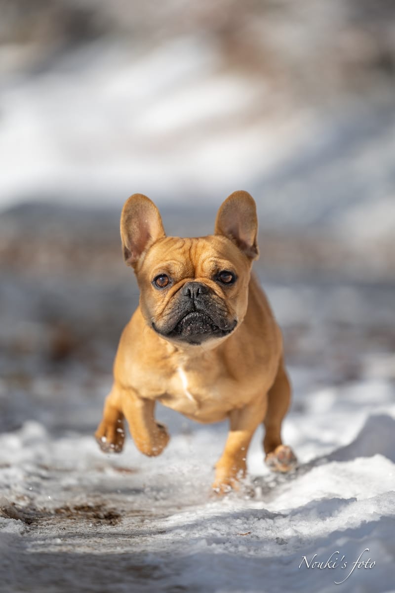 Animaux de compagnie