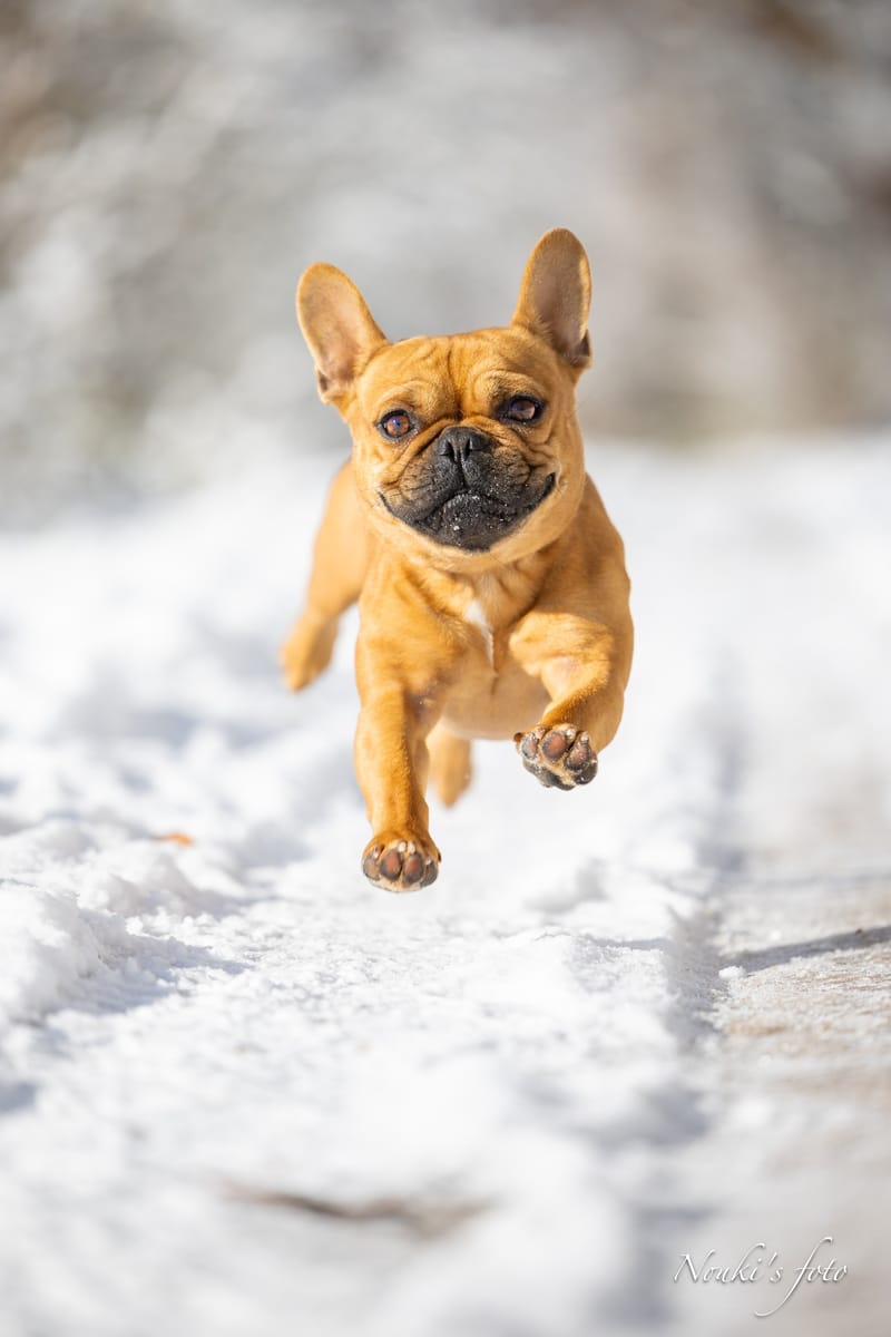 Animaux de compagnie