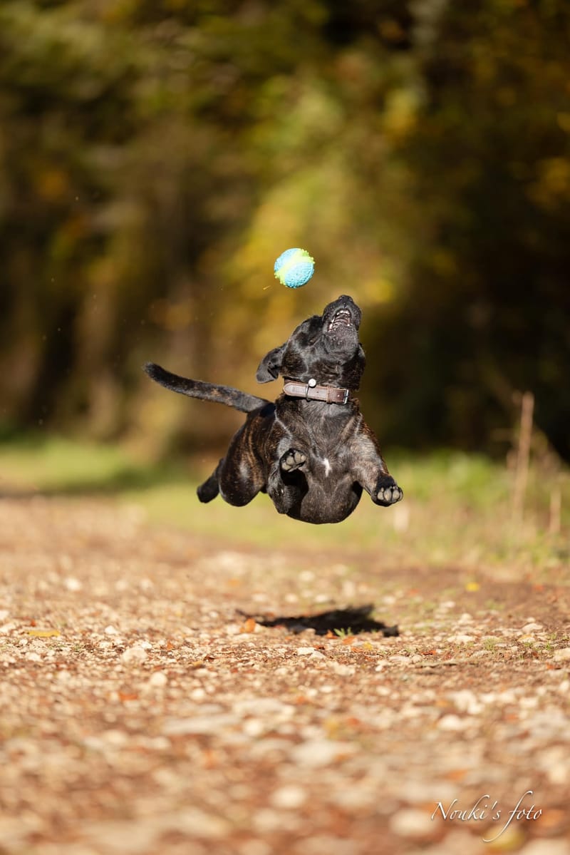 Animaux de compagnie