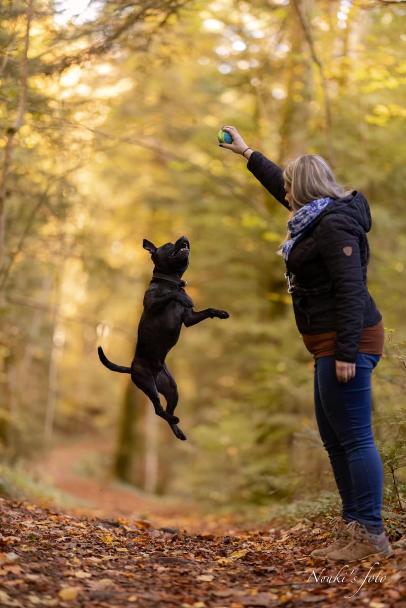 Animaux de compagnie