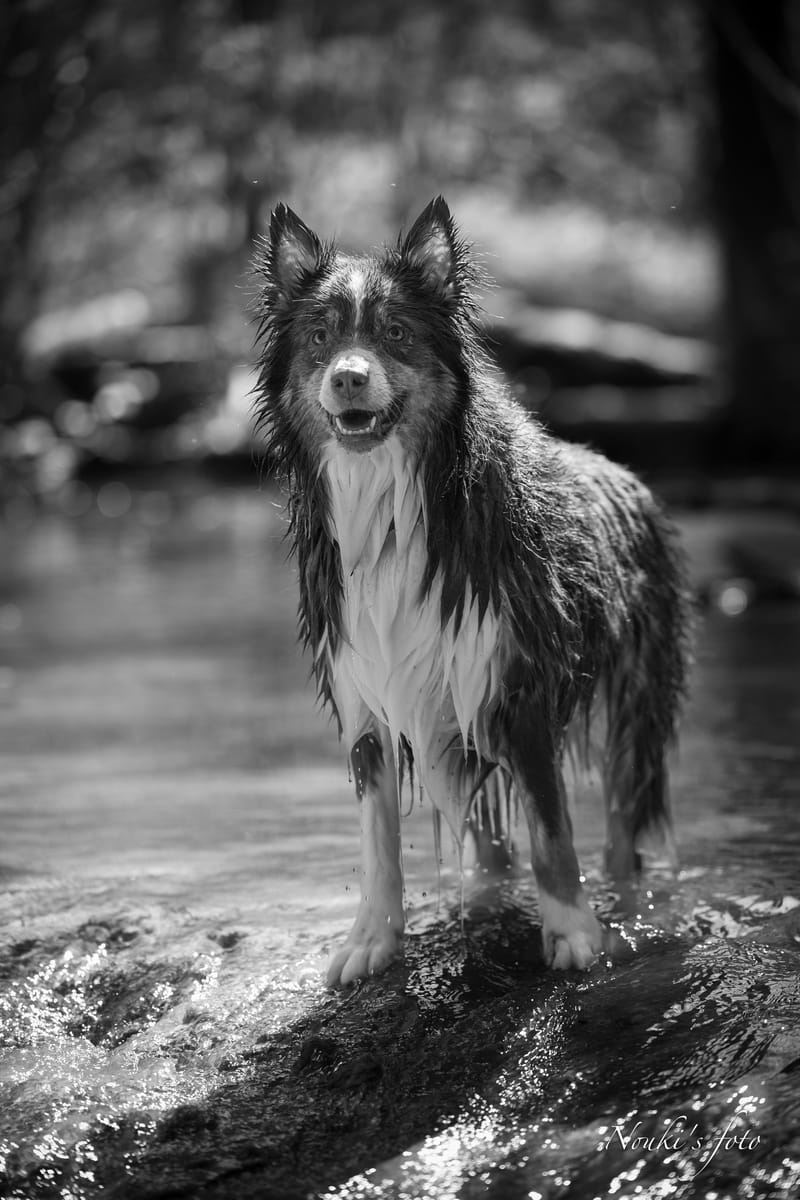 Animaux de compagnie