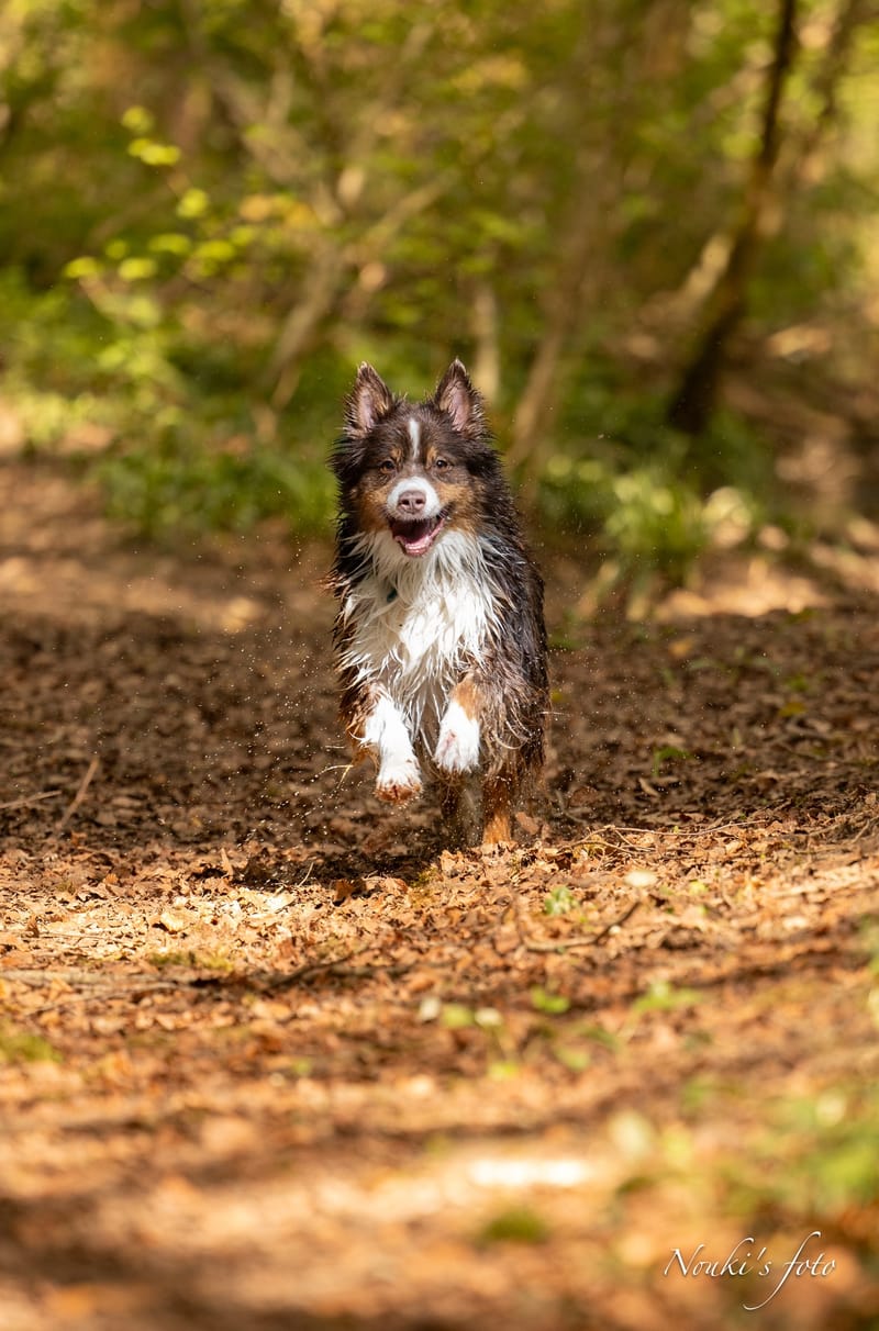 Animaux de compagnie