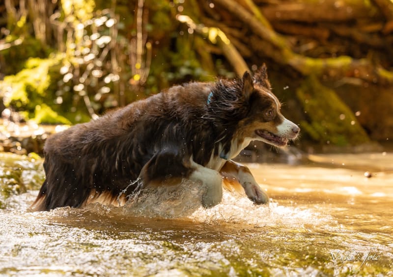 Animaux de compagnie