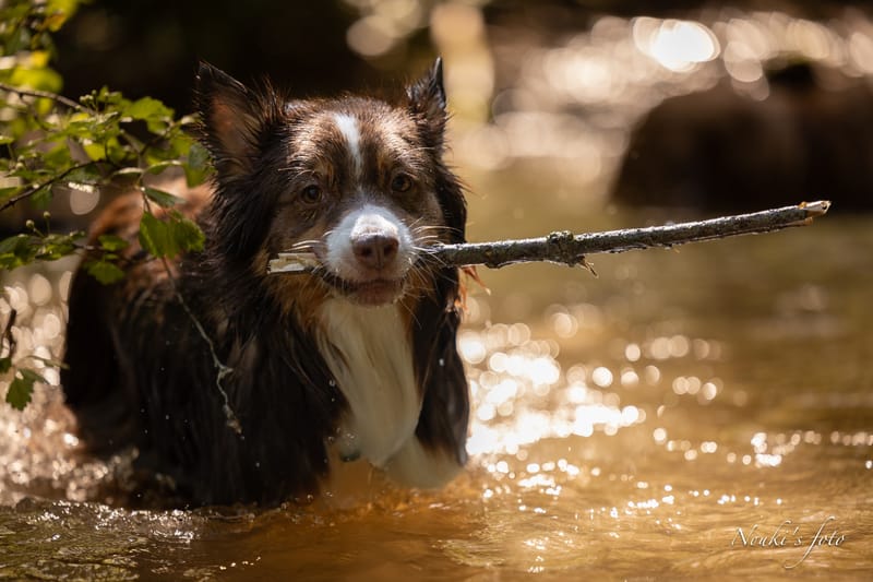 Animaux de compagnie