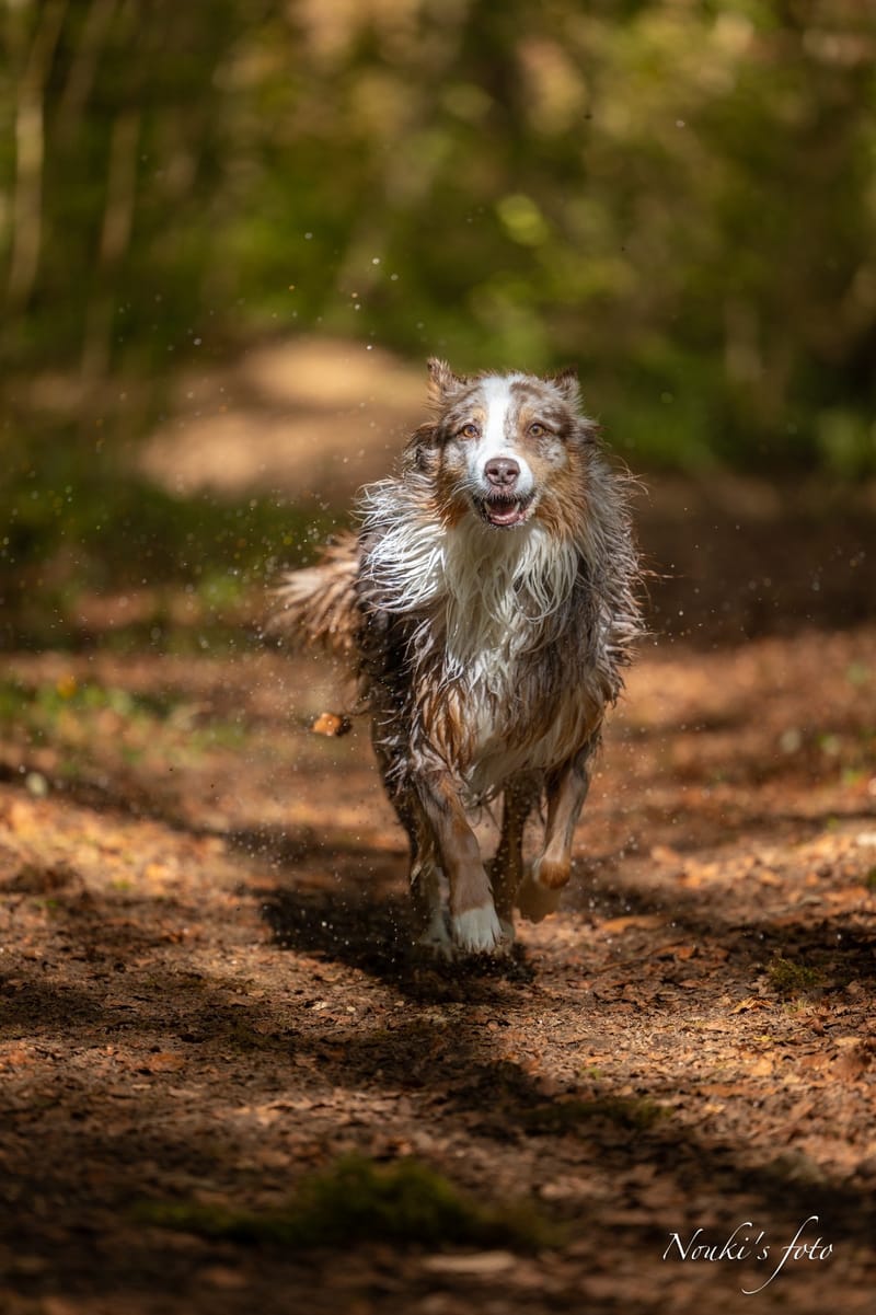 Animaux de compagnie