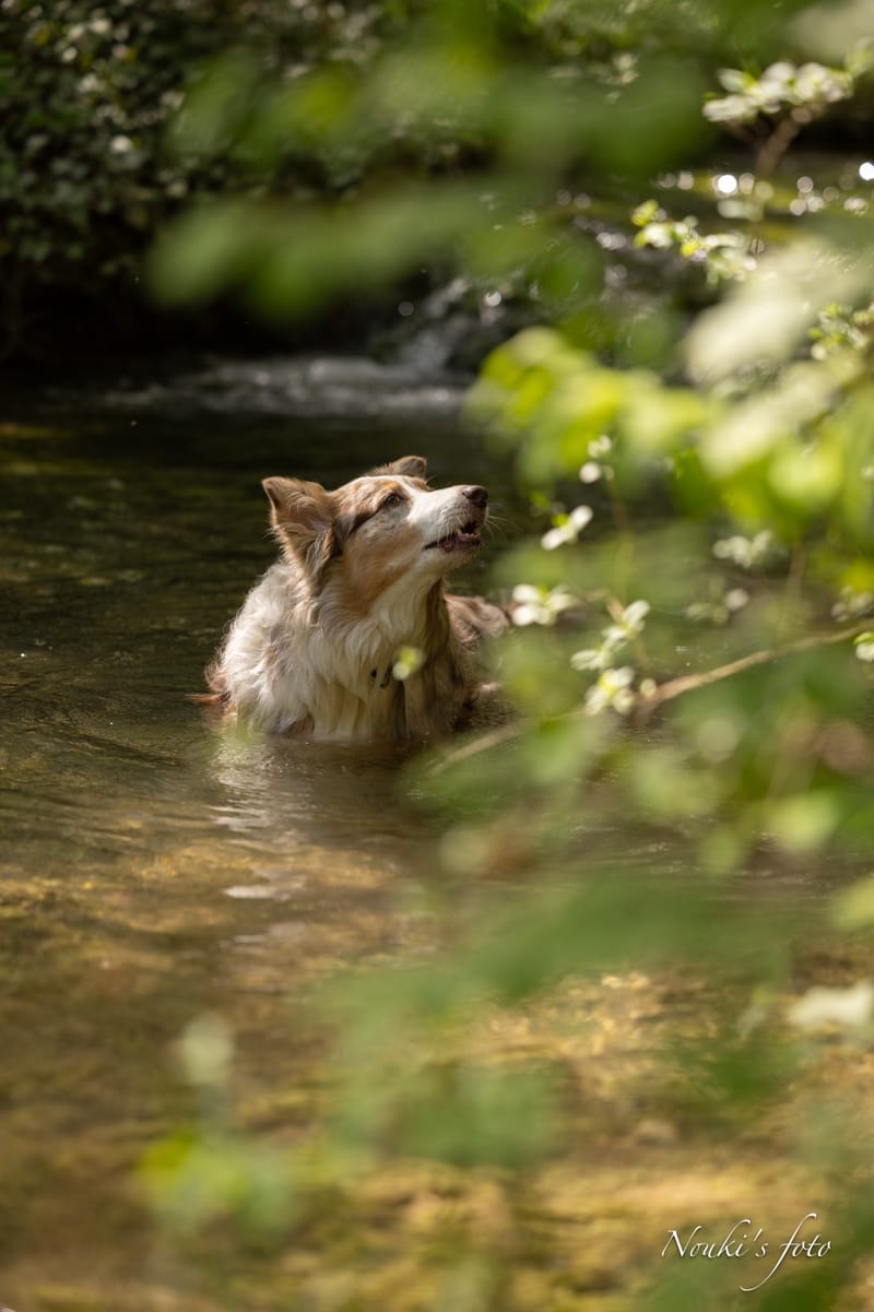 Animaux de compagnie