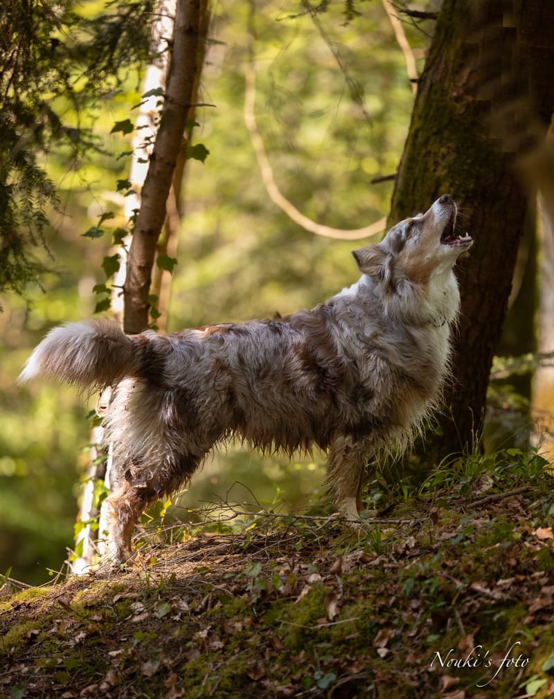 Animaux de compagnie