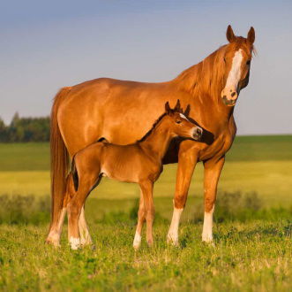 Equine Nutrition, Vitamin & Mineral Products