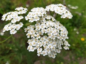 Achillea Millefolium-Krwawnik Pospolity