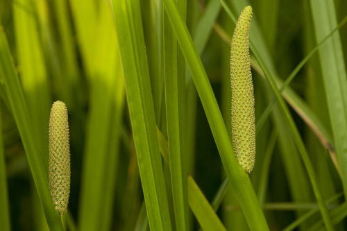 Acorus Calamus-Tatarak Zwyczajny