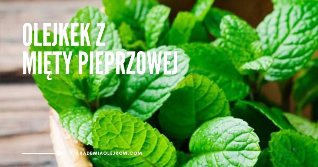 PEPPERMINT-MIĘTA PIEPRZOWA