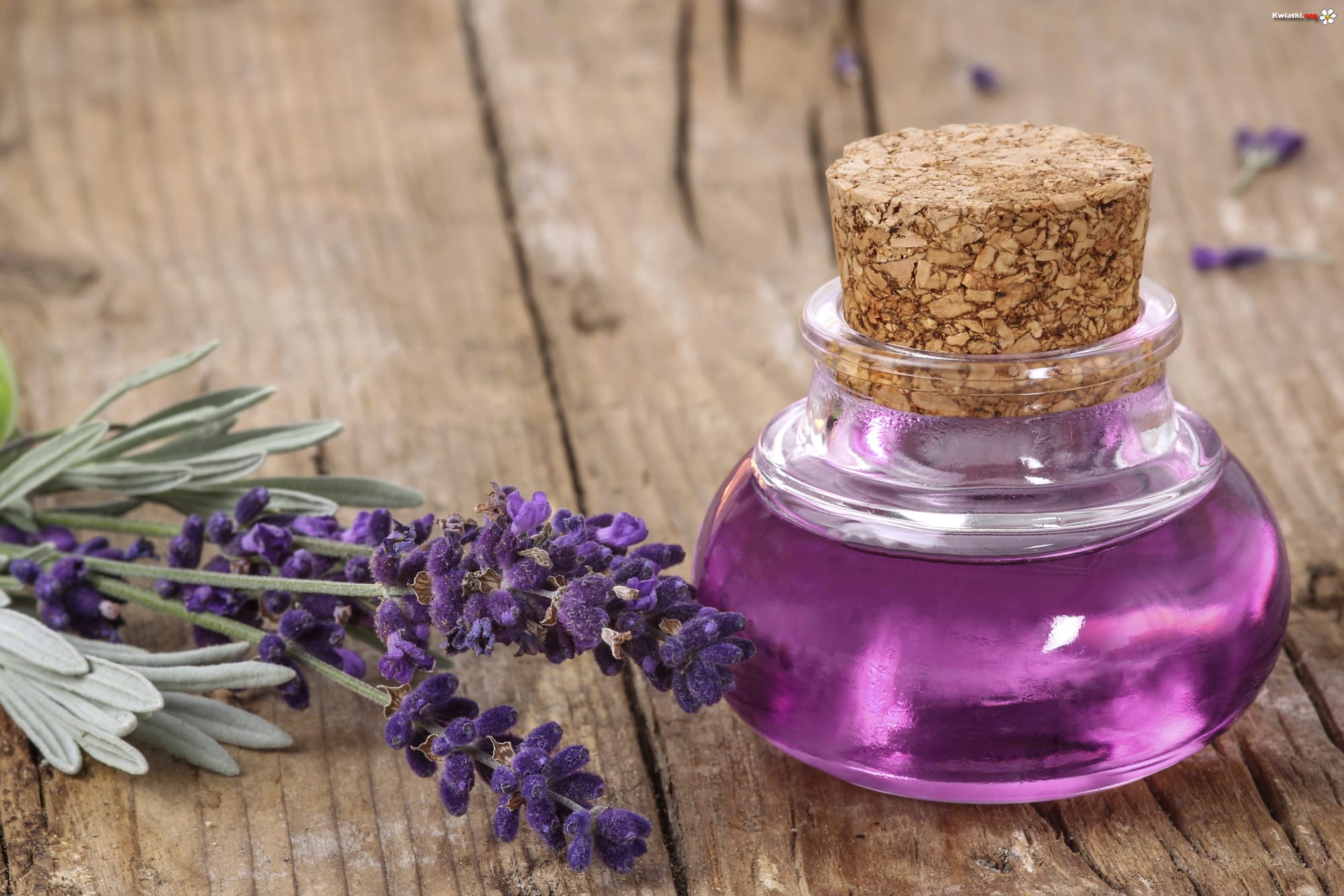 LAVENDER-LAWENDA