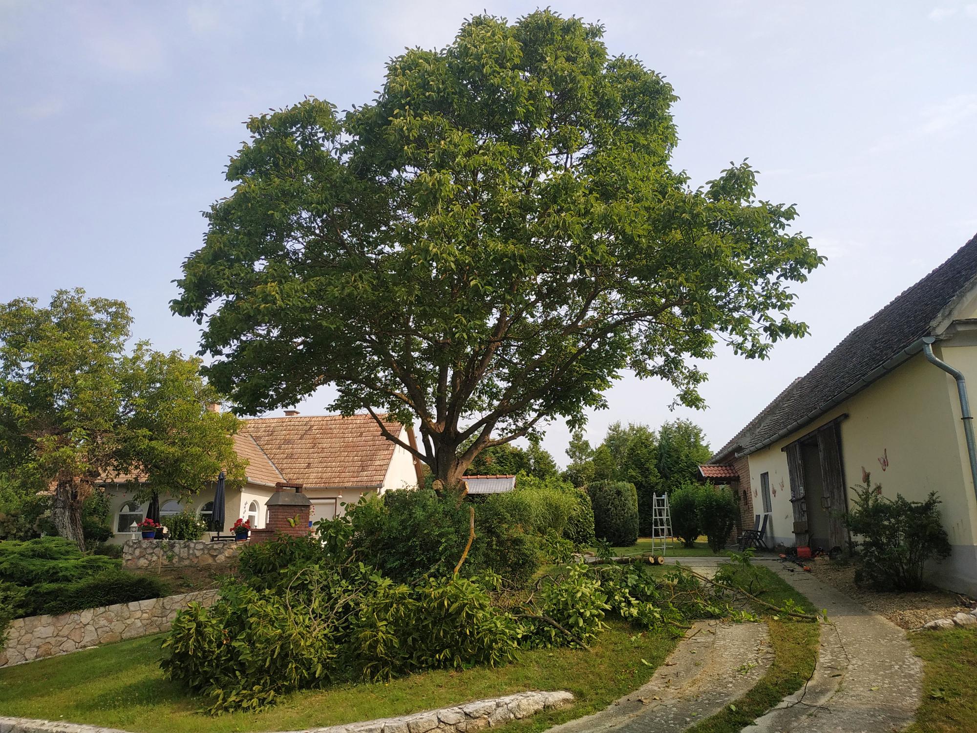 Opkronen van bomen