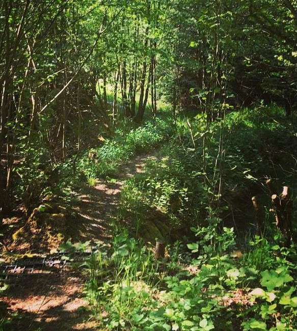 Weg zur Hütte Sommer