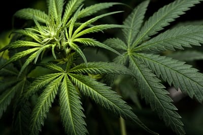 Know Some Information about Big Bud