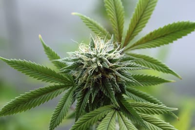 A Guide On The Growing Of The Bud By The Use Of The Led Grow Lights