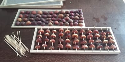 Sept 2023 - noisettes, punaises et séchoir solaire