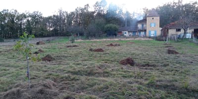 Plantation de la forêt jardin