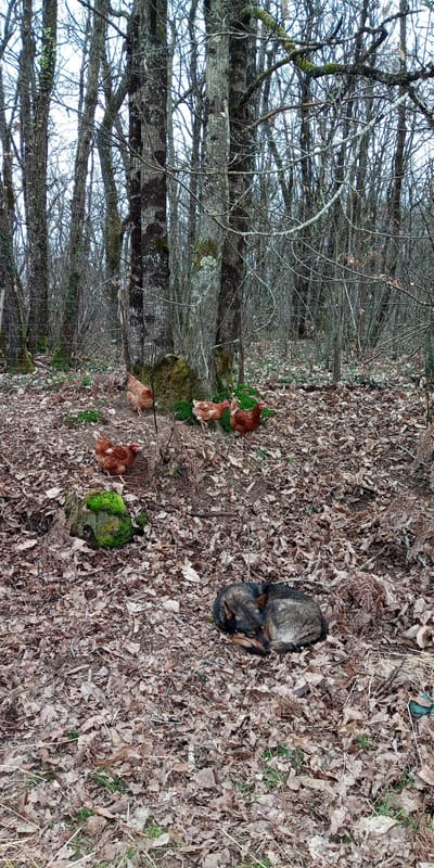 Derniers travaux au Terrier!