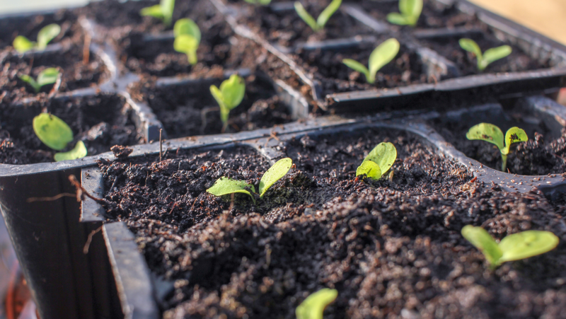 Sow, Grow, Harvest: Cultivating Abundance in Your Garden and Life