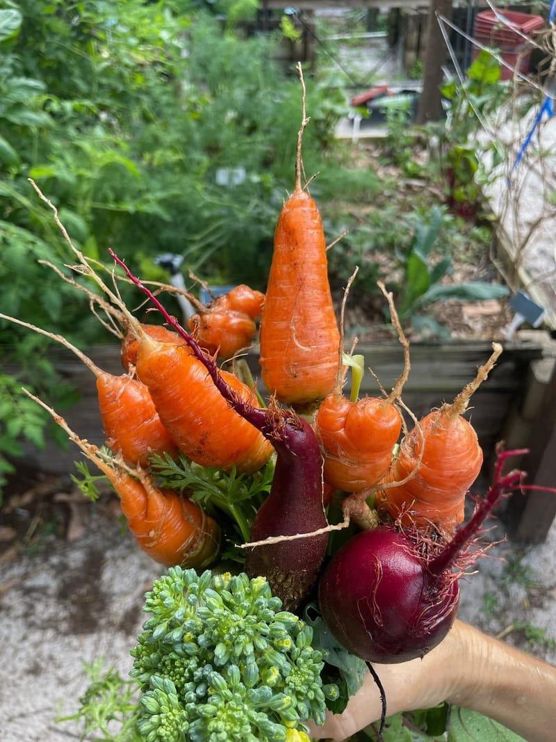 Embracing Roots: A Love Letter to Sustainable Living