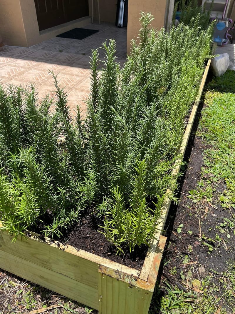 Rosemary Raised Bed Hedge Done & It Smells AMAZING!