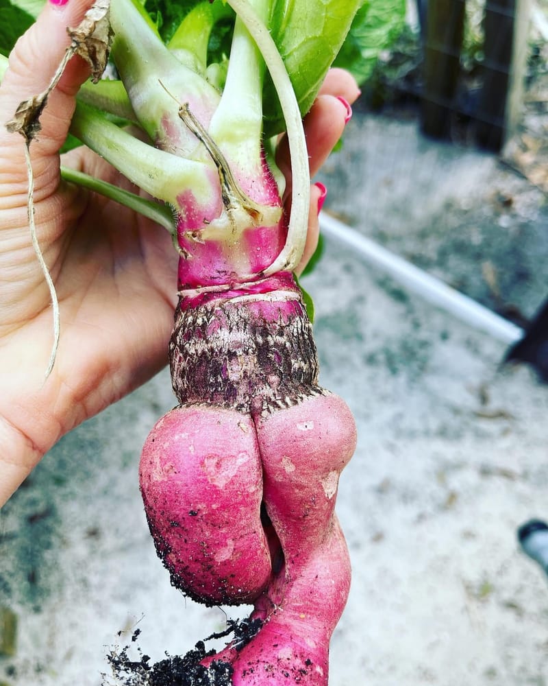 Are My Edible Raised Bed Gardens True Food Forests?